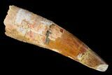 Bargain, Real Spinosaurus Tooth - Composite Tip #143361-1